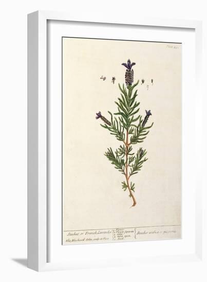 French Lavender, Plate 241 from 'A Curious Herbal', published 1782-Elizabeth Blackwell-Framed Giclee Print