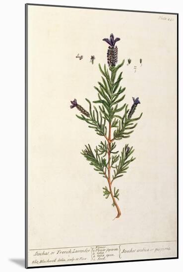 French Lavender, Plate 241 from 'A Curious Herbal', published 1782-Elizabeth Blackwell-Mounted Giclee Print