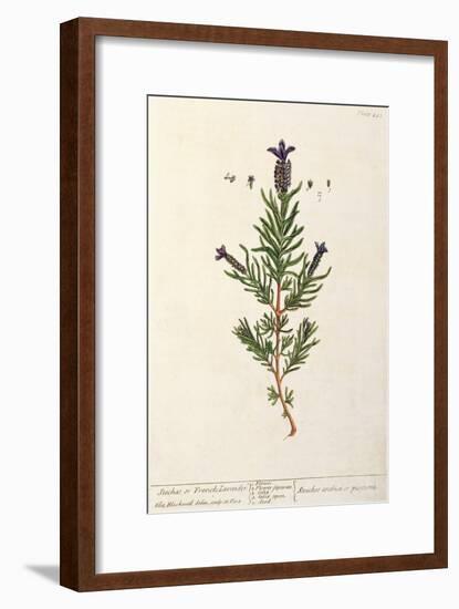 French Lavender, Plate 241 from 'A Curious Herbal', published 1782-Elizabeth Blackwell-Framed Giclee Print