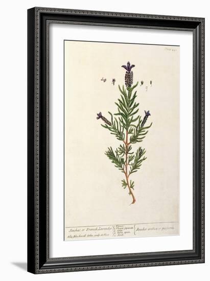 French Lavender, Plate 241 from 'A Curious Herbal', published 1782-Elizabeth Blackwell-Framed Giclee Print