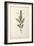 French Lavender, Plate 241 from 'A Curious Herbal', published 1782-Elizabeth Blackwell-Framed Giclee Print