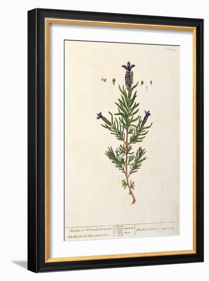 French Lavender, Plate 241 from 'A Curious Herbal', published 1782-Elizabeth Blackwell-Framed Giclee Print