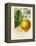 French Lemon Botanical I-A. Risso-Framed Stretched Canvas