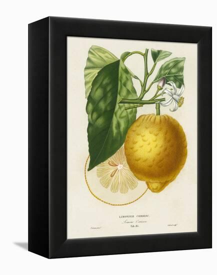 French Lemon Botanical I-A. Risso-Framed Stretched Canvas