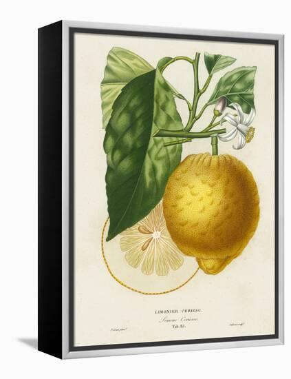 French Lemon Botanical I-A. Risso-Framed Stretched Canvas