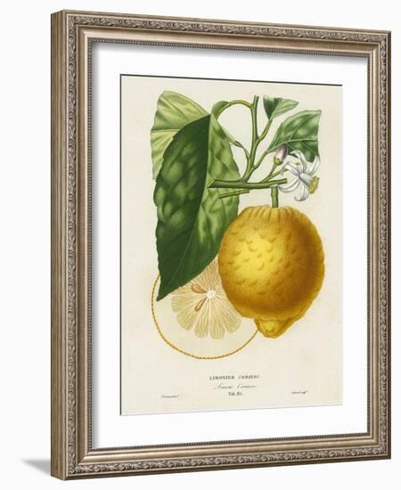 French Lemon Botanical I-A. Risso-Framed Art Print