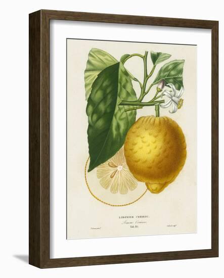 French Lemon Botanical I-A. Risso-Framed Art Print