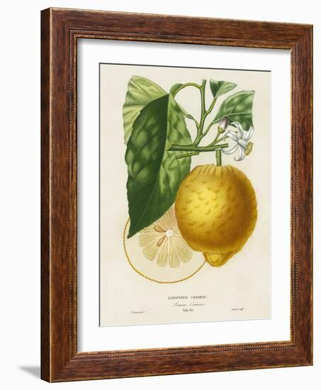 French Lemon Botanical I-A. Risso-Framed Art Print