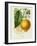 French Lemon Botanical I-A. Risso-Framed Art Print