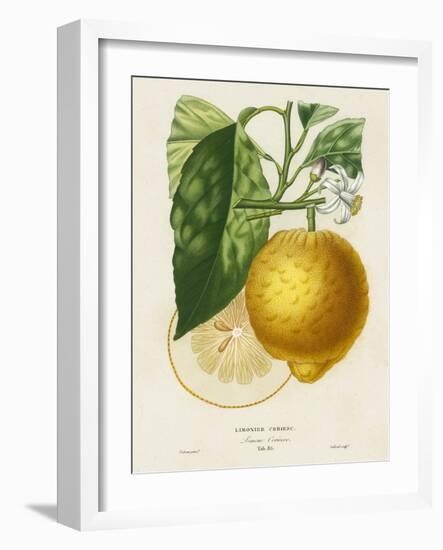 French Lemon Botanical I-A. Risso-Framed Art Print