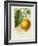 French Lemon Botanical I-A. Risso-Framed Art Print