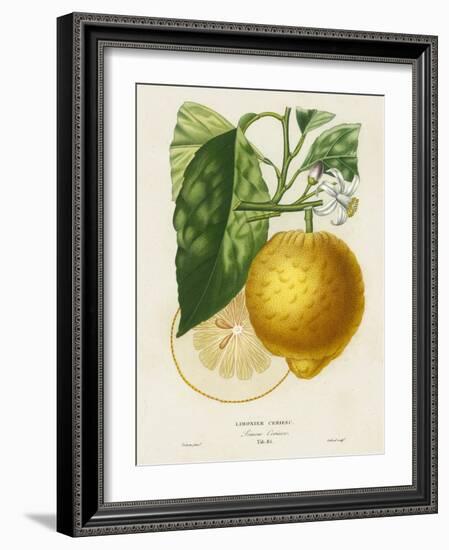 French Lemon Botanical I-A. Risso-Framed Art Print