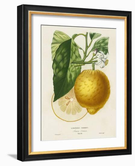 French Lemon Botanical I-A. Risso-Framed Art Print