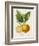 French Lemon Botanical III-A. Risso-Framed Art Print