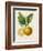 French Lemon Botanical III-A. Risso-Framed Art Print