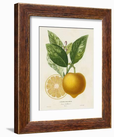 French Lemon Botanical III-A. Risso-Framed Art Print