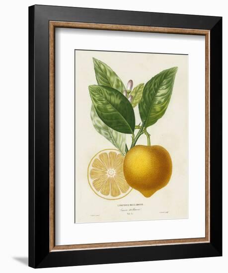 French Lemon Botanical III-A. Risso-Framed Art Print