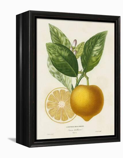 French Lemon Botanical III-A. Risso-Framed Stretched Canvas