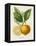 French Lemon Botanical III-A. Risso-Framed Stretched Canvas