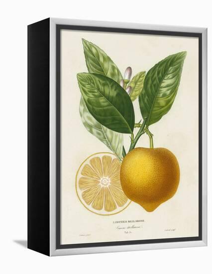 French Lemon Botanical III-A. Risso-Framed Stretched Canvas