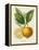 French Lemon Botanical III-A. Risso-Framed Stretched Canvas