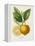 French Lemon Botanical III-A. Risso-Framed Stretched Canvas