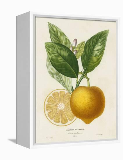 French Lemon Botanical III-A. Risso-Framed Stretched Canvas