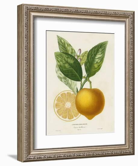French Lemon Botanical III-A. Risso-Framed Premium Giclee Print