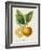 French Lemon Botanical III-A. Risso-Framed Art Print