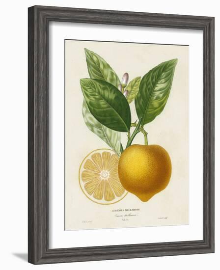 French Lemon Botanical III-A. Risso-Framed Art Print