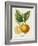 French Lemon Botanical III-A. Risso-Framed Art Print