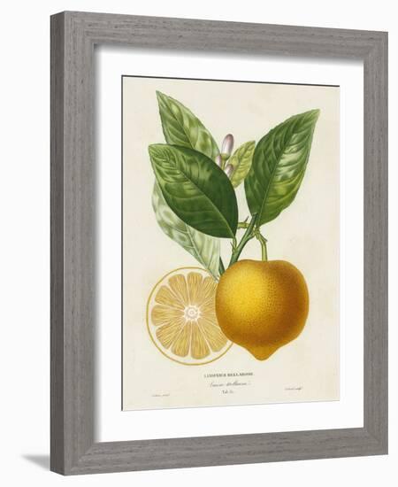 French Lemon Botanical III-A. Risso-Framed Art Print