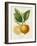 French Lemon Botanical III-A. Risso-Framed Art Print