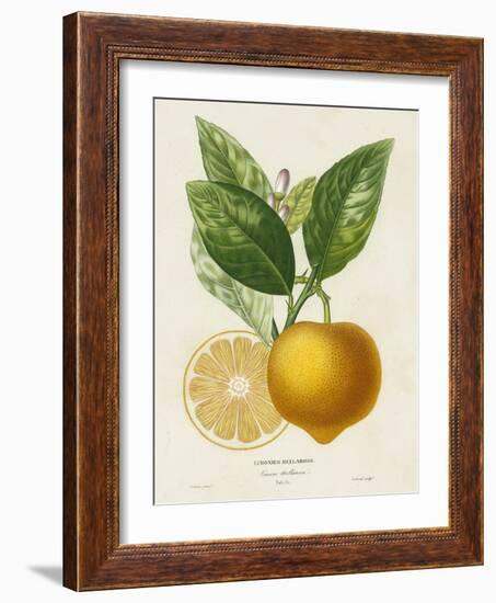 French Lemon Botanical III-A. Risso-Framed Art Print