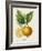 French Lemon Botanical III-A. Risso-Framed Art Print