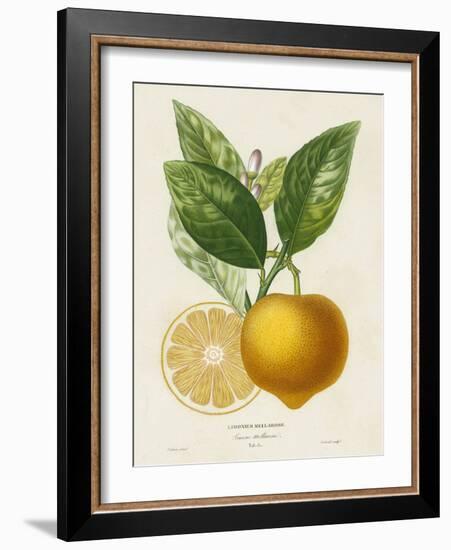 French Lemon Botanical III-A. Risso-Framed Art Print