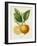 French Lemon Botanical III-A. Risso-Framed Art Print