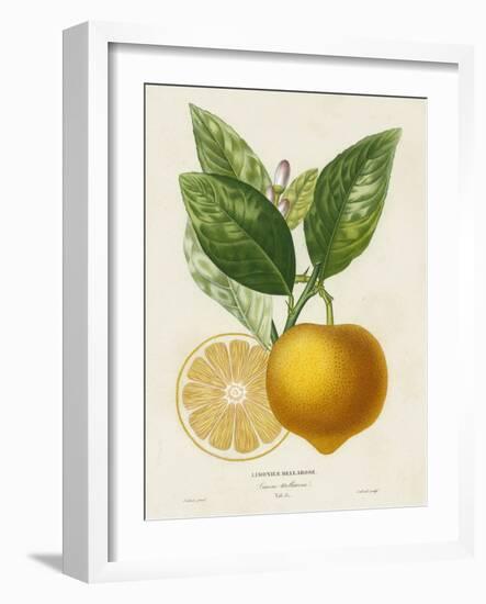 French Lemon Botanical III-A. Risso-Framed Art Print