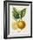 French Lemon Botanical III-A. Risso-Framed Art Print