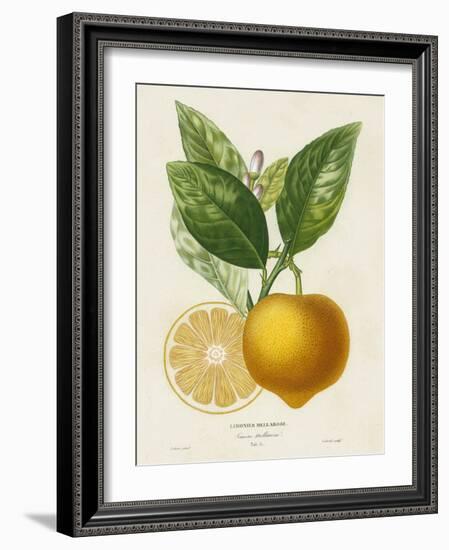 French Lemon Botanical III-A. Risso-Framed Art Print