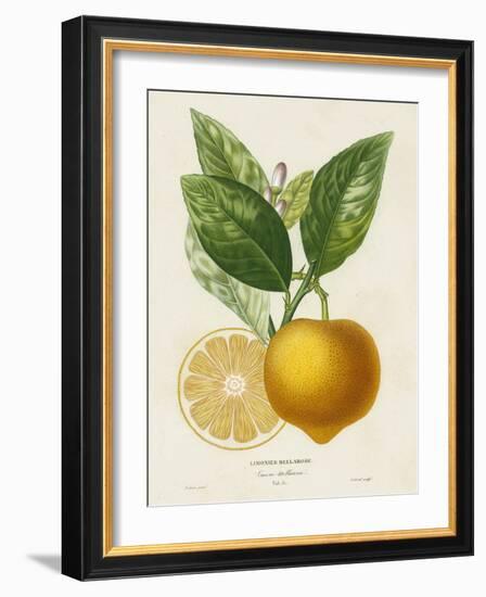 French Lemon Botanical III-A. Risso-Framed Art Print