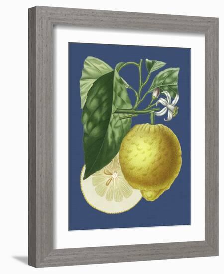 French Lemon on Navy I-A. Risso-Framed Art Print