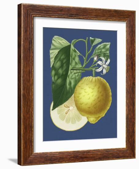 French Lemon on Navy I-A. Risso-Framed Art Print