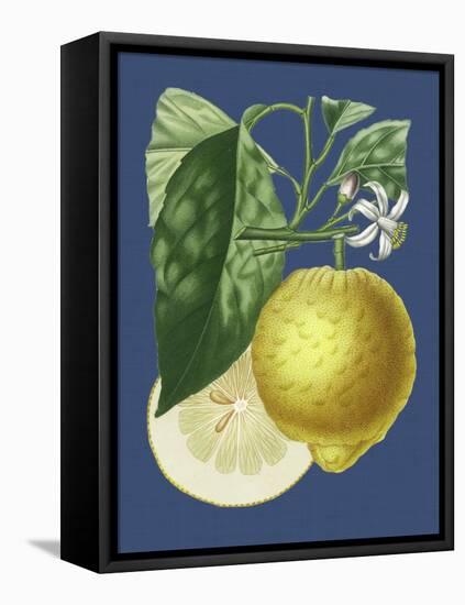 French Lemon on Navy I-A. Risso-Framed Stretched Canvas