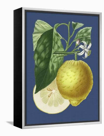 French Lemon on Navy I-A. Risso-Framed Stretched Canvas