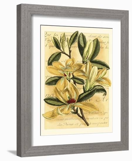 French Magnolia-Samuel Curtis-Framed Art Print