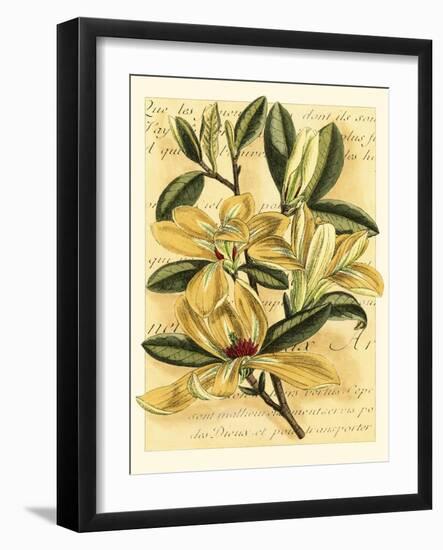 French Magnolia-Samuel Curtis-Framed Art Print