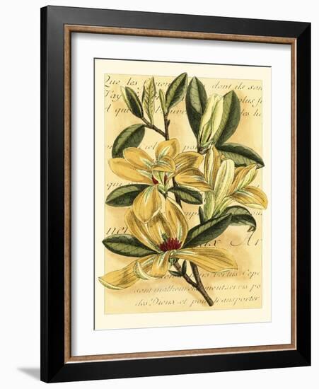 French Magnolia-Samuel Curtis-Framed Art Print