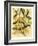 French Magnolia-Samuel Curtis-Framed Art Print