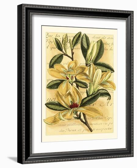 French Magnolia-Samuel Curtis-Framed Art Print